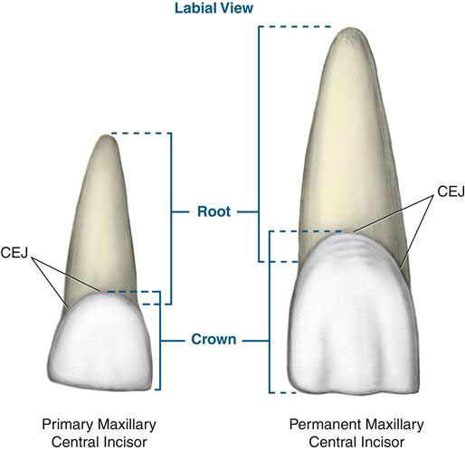 ریشه دندان شیری | تیم دندانپزشکی نیل - Nil Dental Team