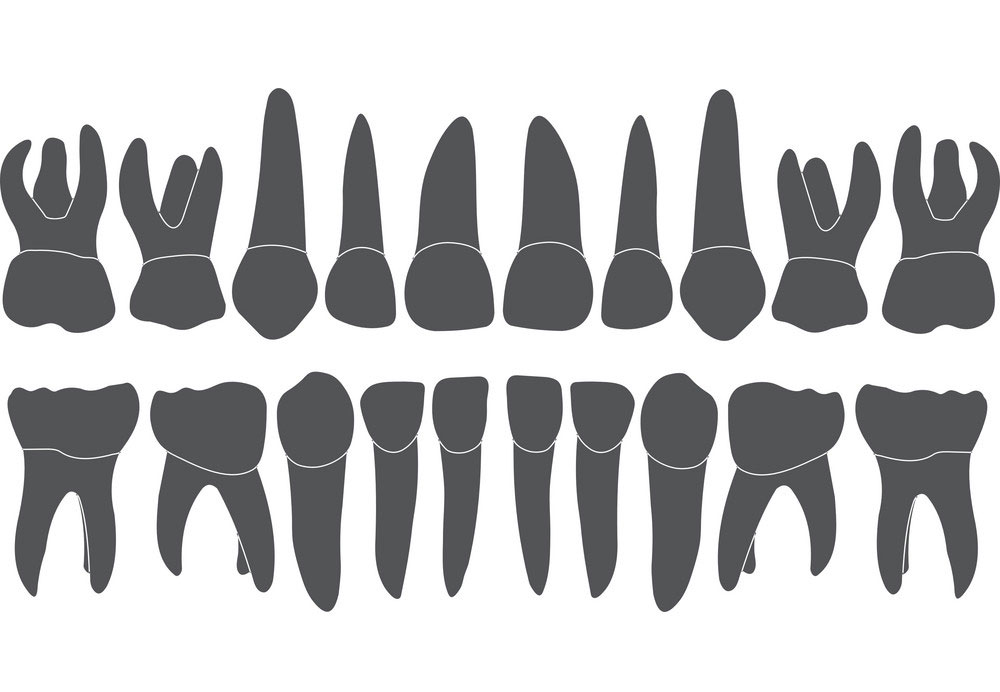 نمایی از دندان‌های شیری | تیم دندانپزشکی نیل - Nil Dental Team